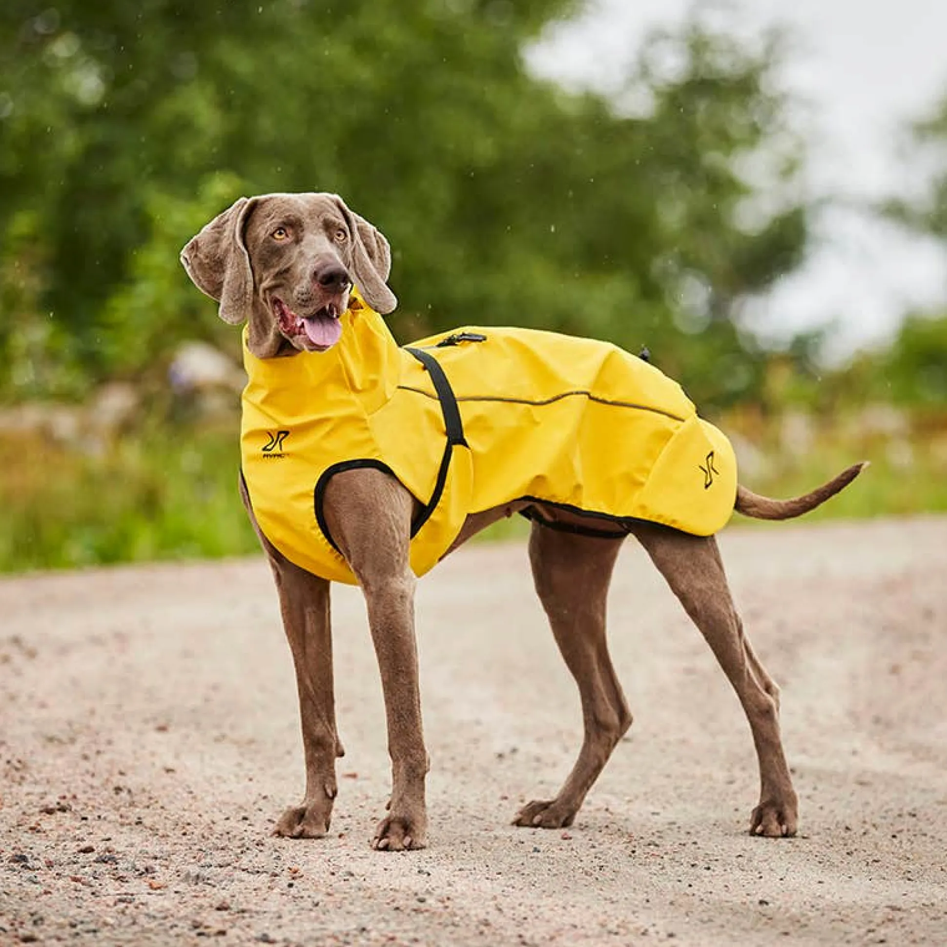 Cyclone Dog Jacket Koira